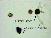 Micrograph of Carbon and Fungal Spores
