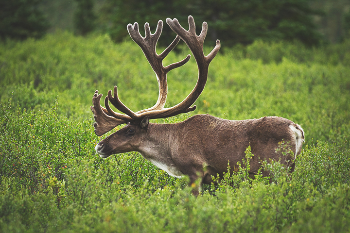 Each year, the spring thaw reveals nutrient-rich vegetation for animals in the north.