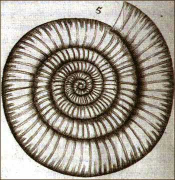 Ammonite illustration
