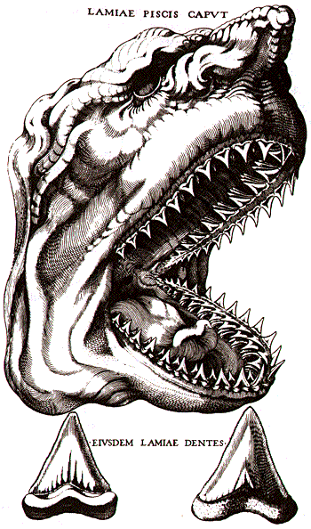 Illustration of shark head with teeth