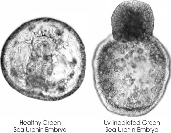 Micrographs of Sea Urchin
Larvae