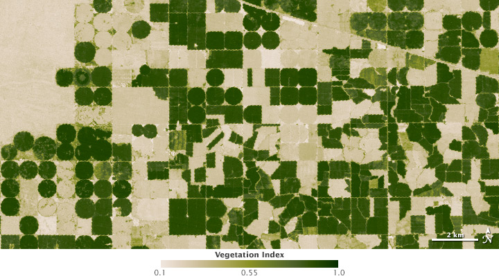 Map of vegetation index.