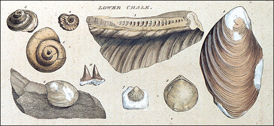 Plate from Strata Identified by Organized Fossils illustrating the Lower Chalk strata.