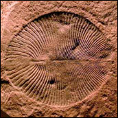 Dickinsonia (Copyright: University of 
California Museum of Paleontology)