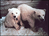 Orphaned polar bears