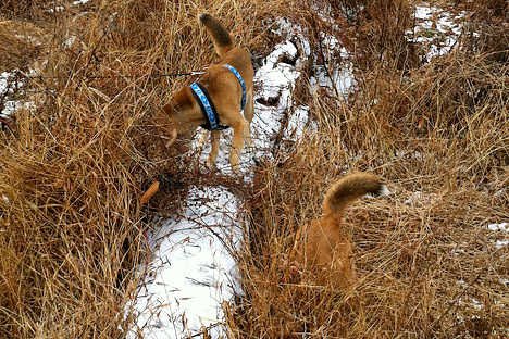 Kumi and Jaya hunting at Oregon Ridge Park.