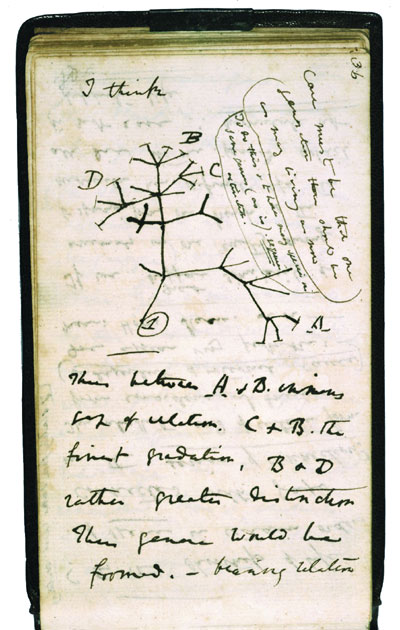 Darwin's Notebook