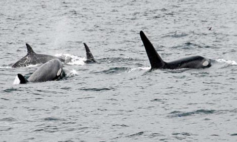 A pod of four Orca