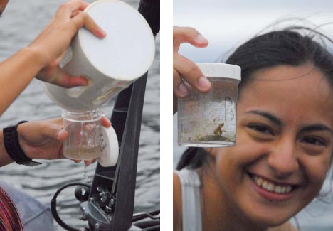 Collecting zooplankton