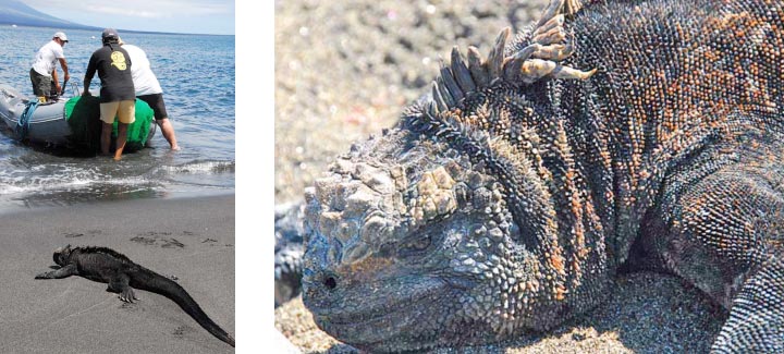 Photo of marine iguana on the beach