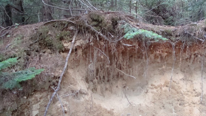 A root system with soil exposed.  The scientists on this campaign are focused on vegetation.  Soil also stores carbon in the form of organic matter. 