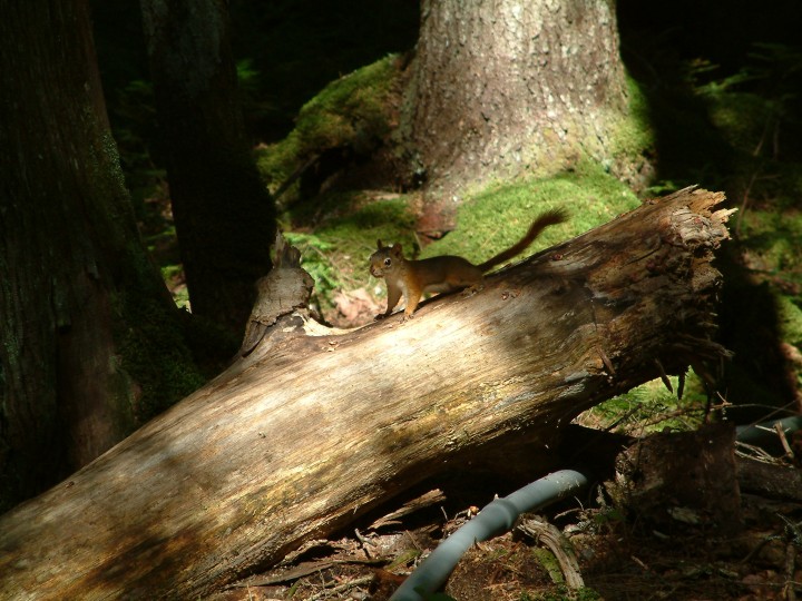A red squirrel on the West Tower trail in the Howland Forest. 