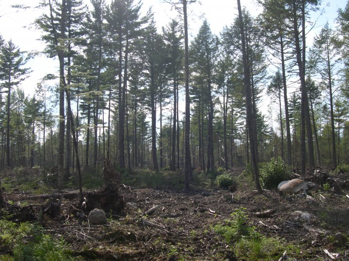 Forests can change quite quickly when under timber management.  This forest was identified as a high biomass site from 2003 remote sensing data.  When the scientists arrived to measure it, they found it had been logged quite recently.  Photo by Sassan Saatchi.  