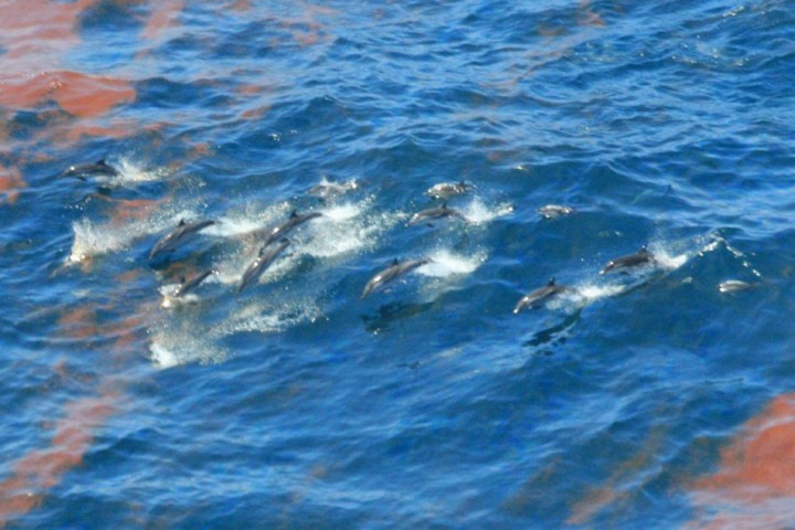 Dolphins swimming through the oil patches from the Deepwater Horizon spill http://ocean.si.edu/gulf-oil-spill
