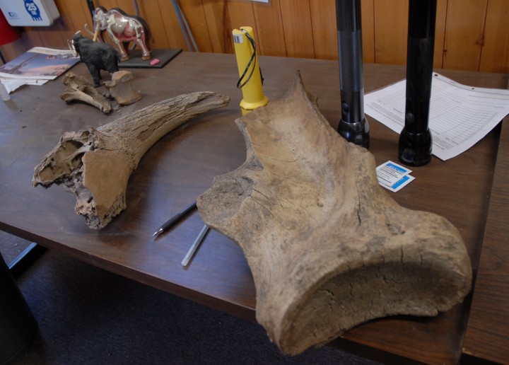 The tunnel turned up a variety of ice-aged mammal bones - including the giant leg bone of a mammoth. (Credit: Kate Ramsayer/NASA)