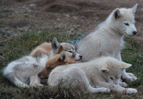 Greenlandic puppies napping peacefully at the village of Kulusuk.
