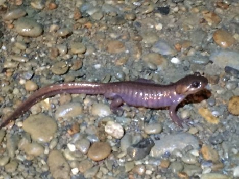 Northwestern salamander (Photo credit: Dr. Angela Rowe, UW)