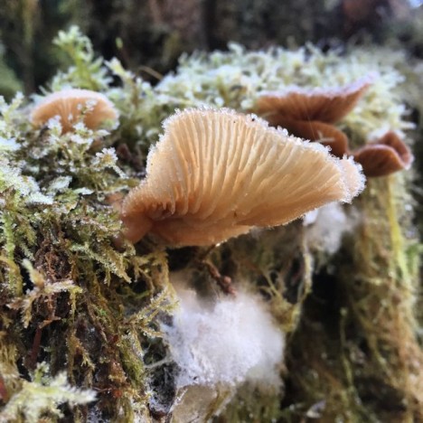 Frosty fungus of the Quinault Rainforest (Photo credit: Angela Rowe)