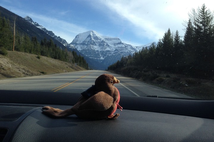 Chirpy in the car with Mt. Robson, British Columbia, Canada in the background. Photo credit: Natalie Boelman.