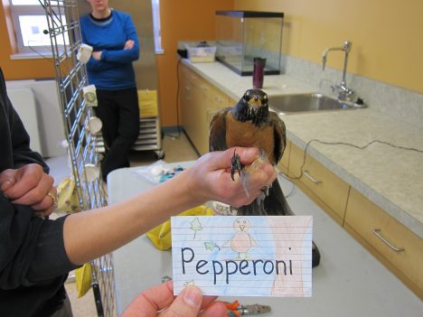Pepperoni_namecard