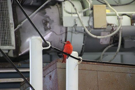 A stowaway summer tanager onboard the RV Atlantis. Photo: Susanne Mender