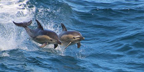 Atlantic common dolphins. Photo: Susanne Menden-Deuer