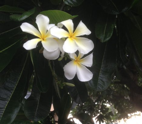 Plumeria flowers on Kona, Hawaii (credit: Christina Williamson)