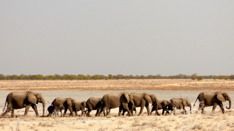 A family of elephants in Etosha National Park is an impressive foreground subject to a gray sky filled with biomass burning smoke originating in central Africa. Photo by Mike Tosca.