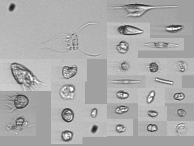 Notes From The Field - Phytoplankton Sampling Strategies