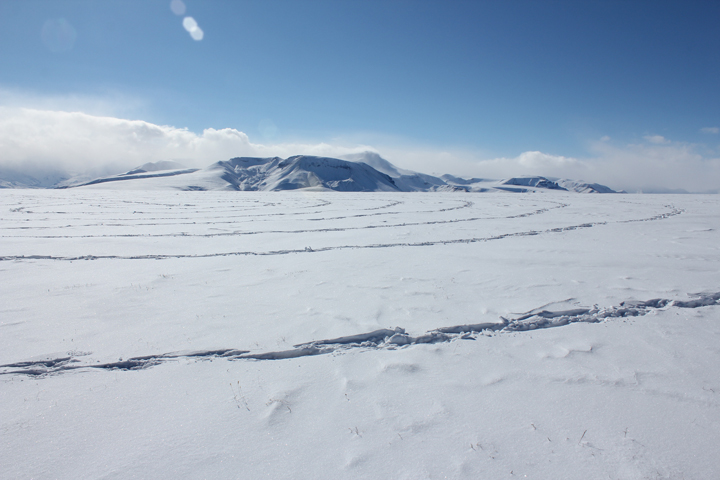 Notes from the Field - Snow Surveys and Dall Sheep