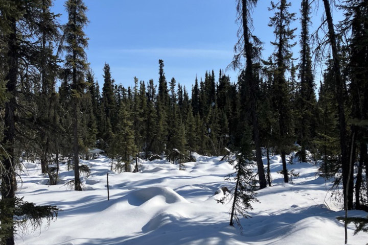 Illuminating a Boreal Forest's Spring Wake-Up