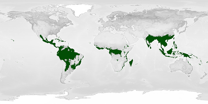 tropical rainforest summary