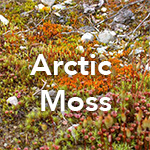 Artic Moss