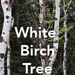 White Birch Tree