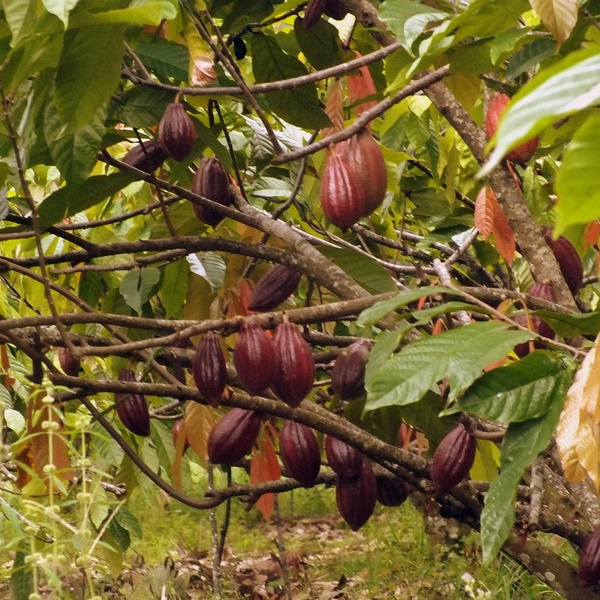 Top 25 Quotes On Original cocoa beans